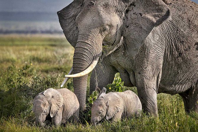 4-Day Basic Safari with Serengeti, Ngorongoro, & Tarangire - The Vehicle Setup: Why the 4x4 Pop-Up Roof Matters
