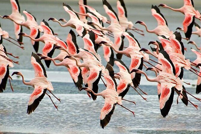 4-Day Basic Safari with Serengeti, Ngorongoro, & Tarangire - Price and Logistics: Where the Money Goes (and Why It’s Not Just a Low Number)