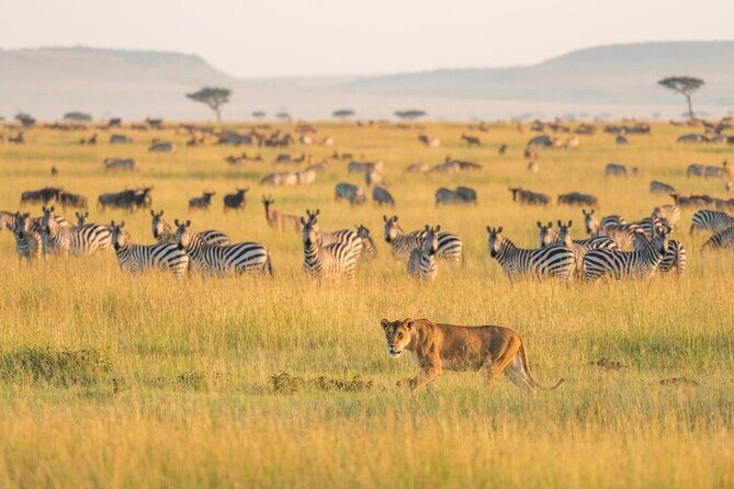 4-Day Budget Tarangire, Serengeti, Ngorongoro Safari Guided Tour - Why This 4-Day Safari Works Better Than Random Park Hopping