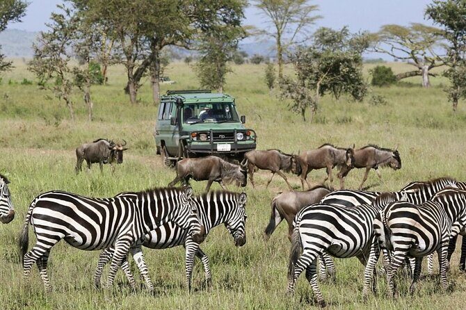 4-Day Budget Tarangire, Serengeti, Ngorongoro Safari Guided Tour - Serengeti National Park: Seronera River Year-Round and Big Five Territory