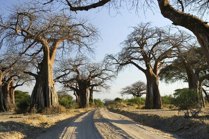 4-Day Budget Tarangire, Serengeti, Ngorongoro Safari Guided Tour - Ngorongoro Crater: Collapsed Volcano, Dense Predators, One Afternoon Shot