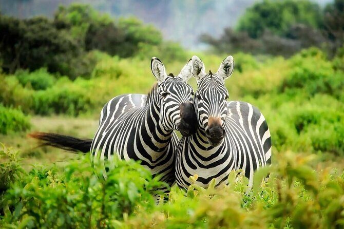 4-Day Budget Tarangire, Serengeti, Ngorongoro Safari Guided Tour - Food, Camping Nights, and What That Means for Comfort
