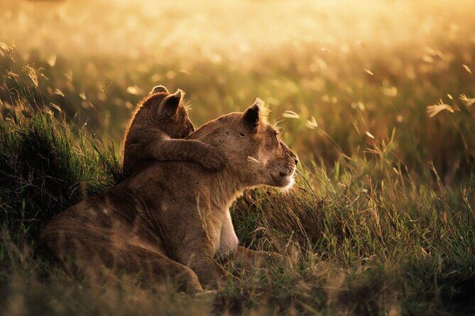 4-Day Budget Tarangire, Serengeti, Ngorongoro Safari Guided Tour - Price and Logistics: Getting Value From $1,000 Per Person