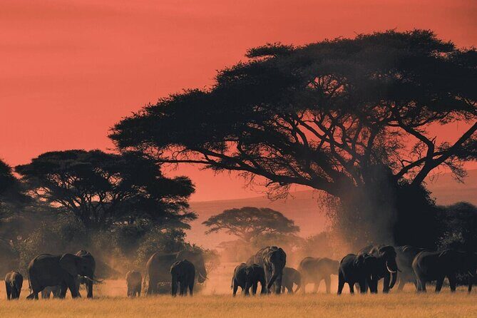 4-Day Budget Tarangire, Serengeti, Ngorongoro Safari Guided Tour - Tarangire National Park: Dry-Season Waterholes and Predator Odds