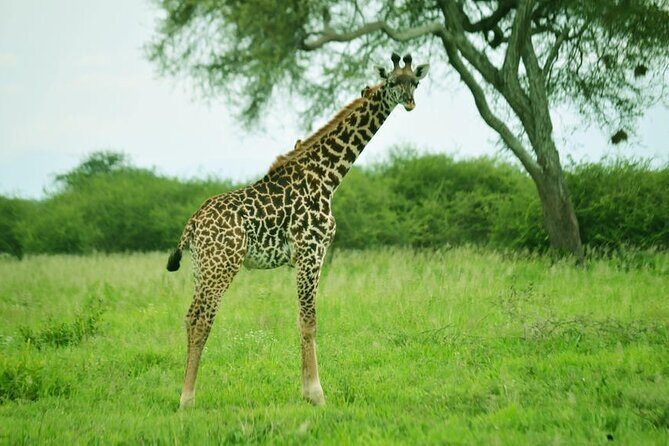 4-Day Camping on the Big Five Private Safari - Tarangire National Park: elephants, acacia country, and a first taste of real Africa