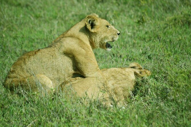 4-Day Camping on the Big Five Private Safari - Serengeti’s midday reset and Olduvai Gorge’s history angle
