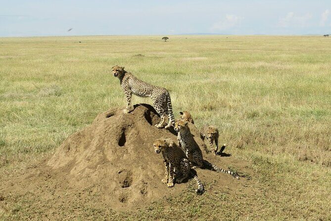 4-Day Camping on the Big Five Private Safari - Camping comfort: tents, sleeping gear, and camp life that actually gets praised