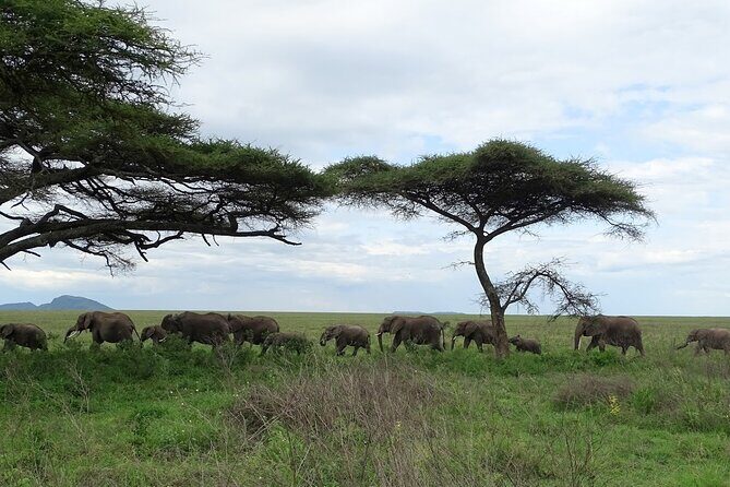 4-Day Camping on the Big Five Private Safari - Price and value: what $1,436 covers (and what to budget beyond it)