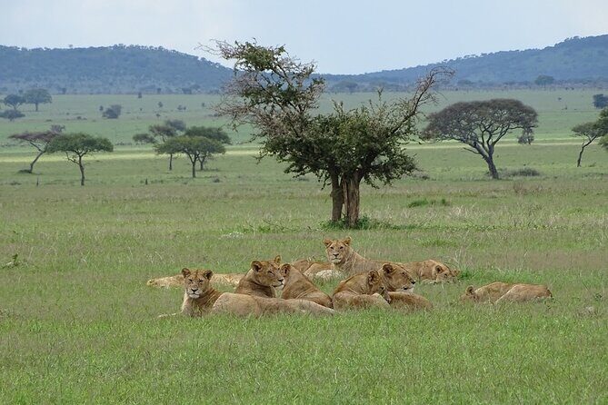 4-Day Camping on the Big Five Private Safari - Who should book this Big Five private camping safari?