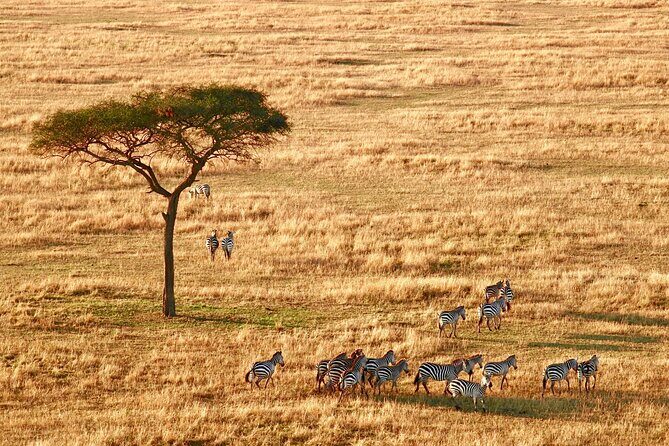 4-Day Camping on the Big Five Private Safari - Serengeti National Park: the big plains and why the timing matters