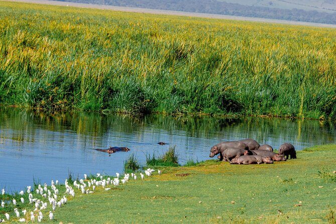 4-Day Group Joining Safari in Tanzania | Shared Safari - Day 1 in Tarangire: Elephants, Baobabs, and a First Reality Check