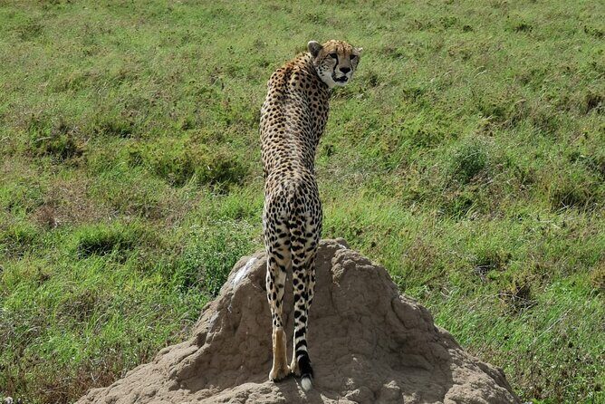 4-Day Lodge Private Tour to Tarangire, Serengeti and Ngorongoro - Serengeti: sunset in central plains, then sunrise hunting the same way