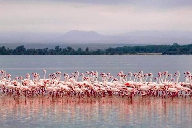 4-Day Majestic Group Tour in Safari - Lake Manyara and Maasai Boma: Climbing Lions, Flamingos, and Hot Springs