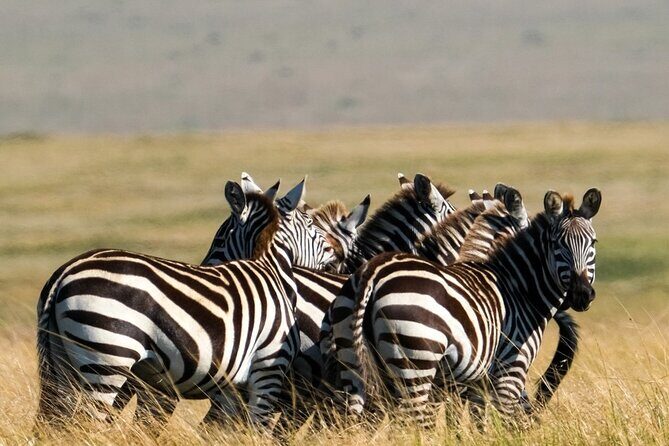 4-Day Majestic Group Tour in Safari - Meals, Comfort, and What to Pack for Early Mornings
