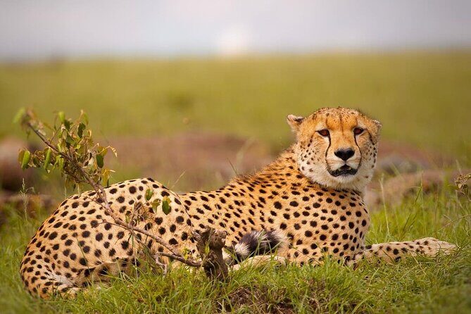 4-Day Majestic Group Tour in Safari - Animals You Can Realistically Chase Here (Big Five and More)