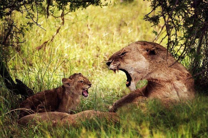 4-Day Manyara Serengeti and Ngorongoro Wonders Budget Safari Tour - Day 1 at Lake Manyara: tree-climbing lions and birds that steal the show