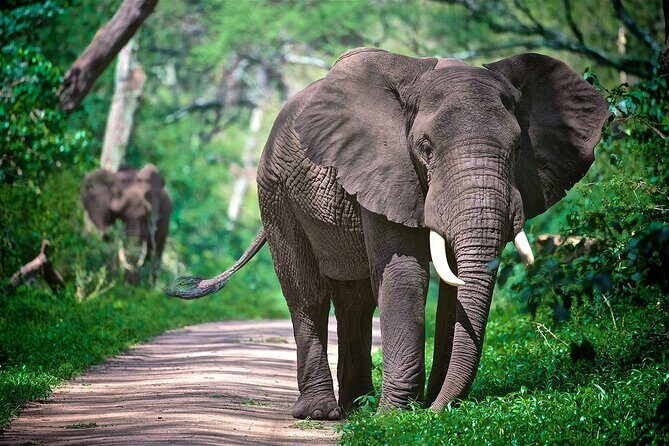 4-Day Manyara Serengeti and Ngorongoro Wonders Budget Safari Tour - Day 2: transiting through Ngorongoro viewpoints on your way into Serengeti