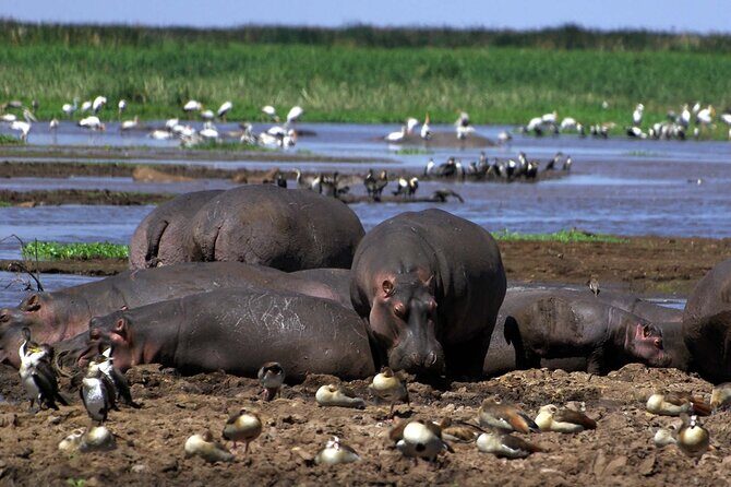 4-Day Manyara Serengeti and Ngorongoro Wonders Budget Safari Tour - Meals, timing, and what a long safari day really costs you