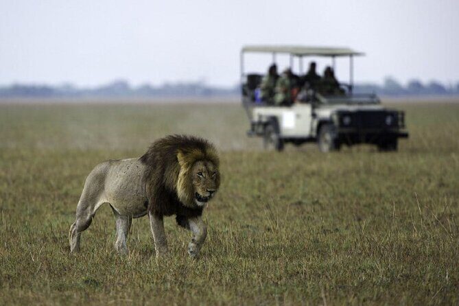 4-Day Manyara Serengeti and Ngorongoro Wonders Budget Safari Tour - Getting what you came for: wildlife odds and what to prioritize in your head