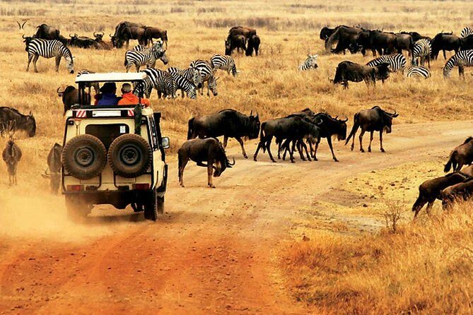 4 Day Mid-range Private Roundtrip Flying from Zanzibar - Zanzibar to the Serengeti fast: why flying changes everything