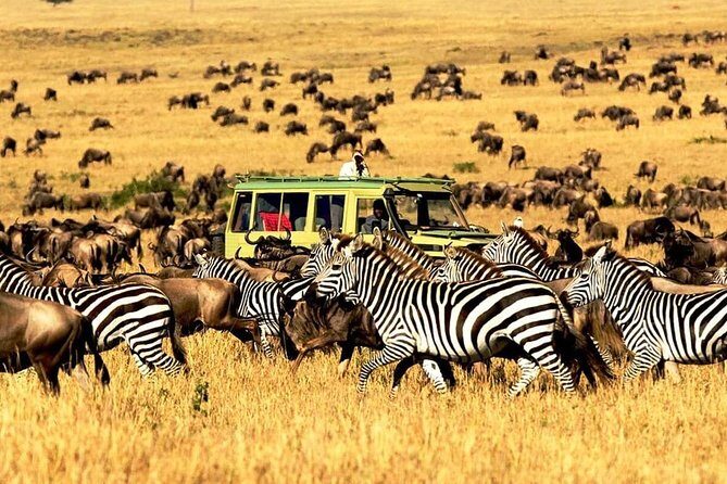 4 Day Mid-range Private Roundtrip Flying from Zanzibar - Day 2: Full-day migration viewing in Central Serengeti to Northern Serengeti