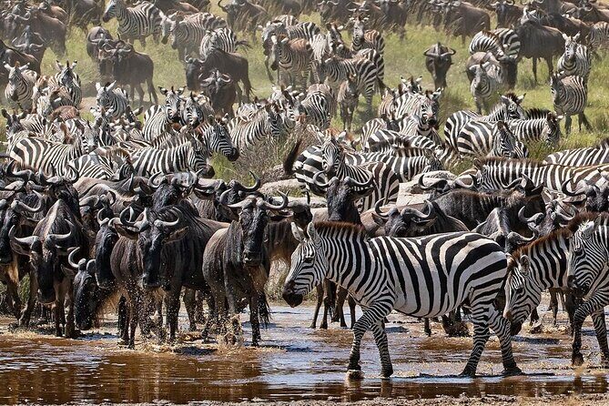 4-Day Northern Tanzania Camping Tour Safari - Route That Hits Three Big-Name Parks Without Wasting Days