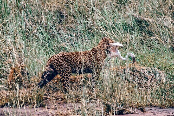4-Day Northern Tanzania Camping Tour Safari - Serengeti: Evening Drive, Then a Sunrise Morning
