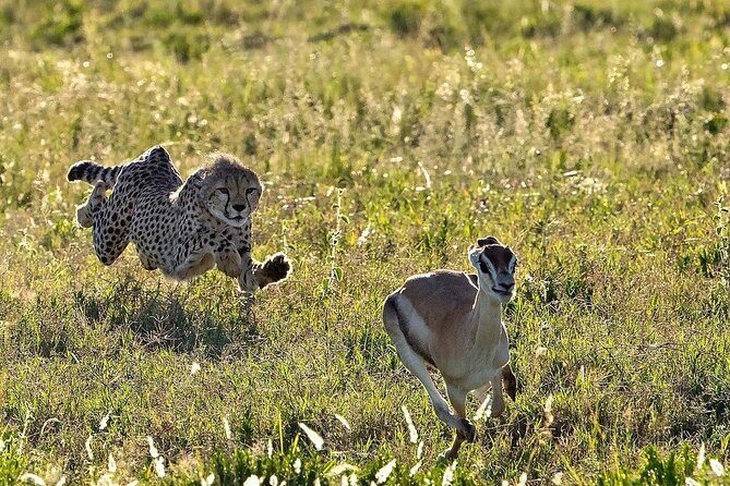 4-Day Northern Tanzania Camping Tour Safari - Ngorongoro Crater: The Descent for Big Five and Flamingos