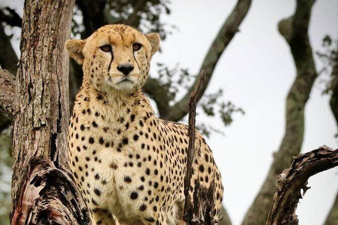 4-Day Northern Tanzania Camping Tour Safari - How the Guide Team Can Make or Break Your Sightings