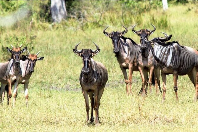 4-Day Private Lake Natron and Serengeti Wildlife Safari - A 4-day circuit built for wildlife variety, not just checkmarks