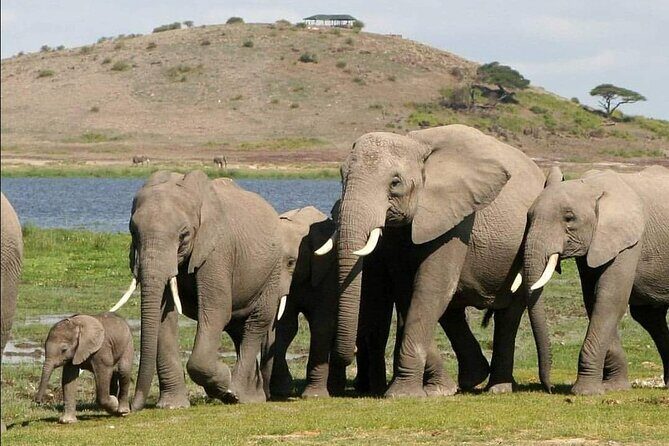 4-Day Private Lake Natron and Serengeti Wildlife Safari - Day 2 through Serengeti National Park: Maasai homeland to big-plains wildlife