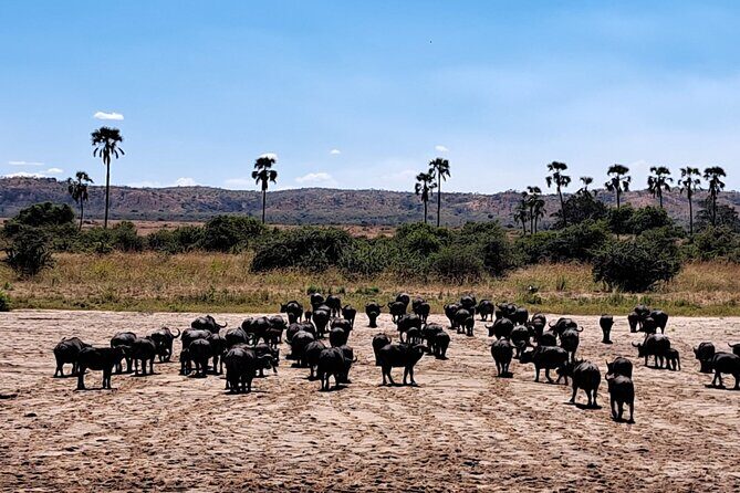 4-Day Private Lake Natron and Serengeti Wildlife Safari - Ngorongoro Crater day: where wildlife density is the whole point