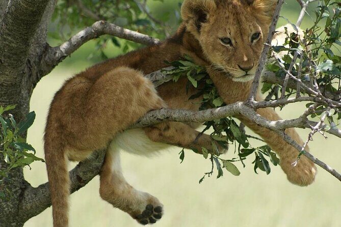 4-Day Private Lake Natron and Serengeti Wildlife Safari - The private guide factor: why communication like Issa’s matters