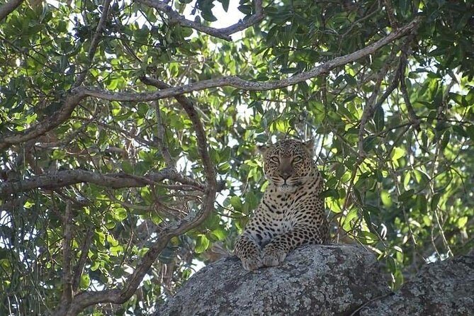 4-Day Safari from Arusha: Tarangire, Serengeti and Ngorongoro - The parks: why this 4-day loop works