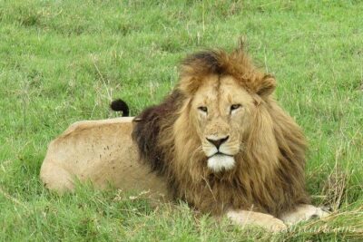4-Day Safari from Arusha: Tarangire, Serengeti and Ngorongoro - Why This Tour’s Private Jeep Setup Changes Your Odds