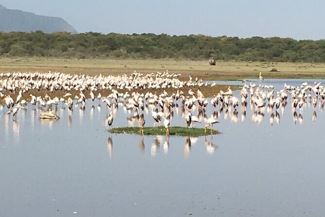 4-Day Safari from Arusha: Tarangire, Serengeti and Ngorongoro - Day 4 in Ngorongoro Crater: why this place feels different