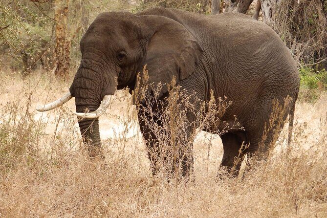 4-Day Safari from Arusha: Tarangire, Serengeti and Ngorongoro - What your day-to-day experience feels like (vehicle, pace, and comfort)