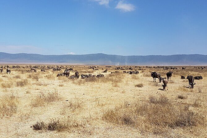 4-Day Safari from Arusha: Tarangire, Serengeti and Ngorongoro - Guides and spotting power: what I’d watch for in the field