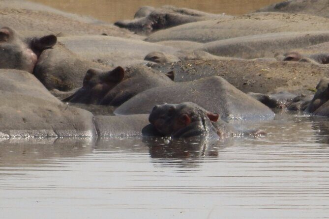4-Day Safari from Arusha: Tarangire, Serengeti and Ngorongoro - Lodges vs tented camps: choosing the right “night vibe”