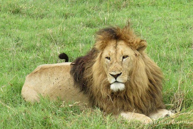 4-Day Safari from Arusha: Tarangire, Serengeti and Ngorongoro - Day 1 in Tarangire National Park: elephants, baobabs, and rare surprises
