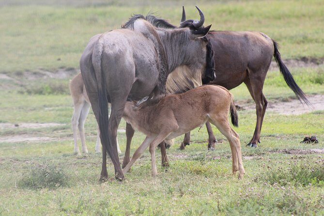 4-Day Safari in Tarangire, Serengeti & Ngorongoro (Mid-range) - Serengeti Day 2 and Day 3: Getting Serious About Big Herd Energy