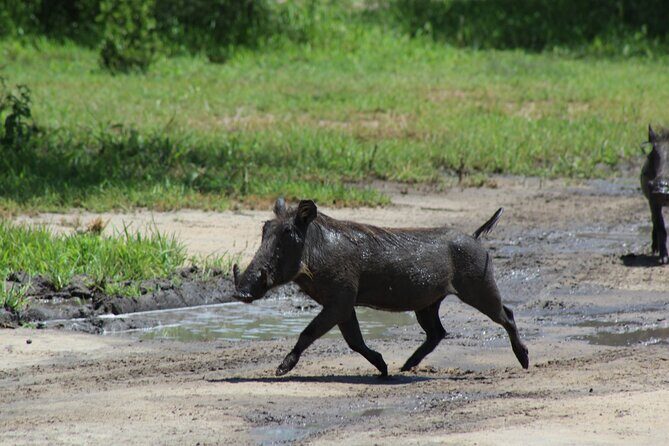 4-Day Safari in Tarangire, Serengeti & Ngorongoro (Mid-range) - Safari Timing and Long Drive Reality: How to Plan Your Energy