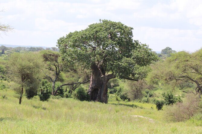 4-Day Safari in Tarangire, Serengeti & Ngorongoro (Mid-range) - Food and Rhino Lodge: What the Included Meals Tell You About Comfort