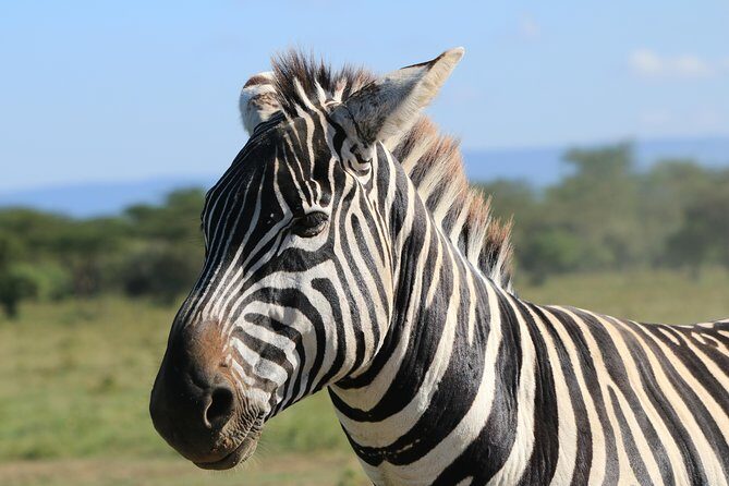 4-Day Safari in Tarangire, Serengeti & Ngorongoro (Mid-range) - Big-Game Expectations: Lions, Rhinos, and the Moments That Stick