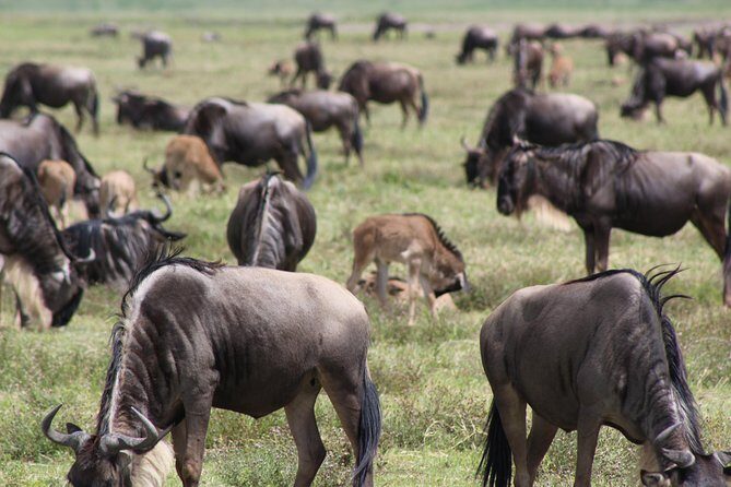 4-Day Safari in Tarangire, Serengeti & Ngorongoro (Mid-range) - Price and Value: What $3,210 Buys You (and What It Doesn’t)