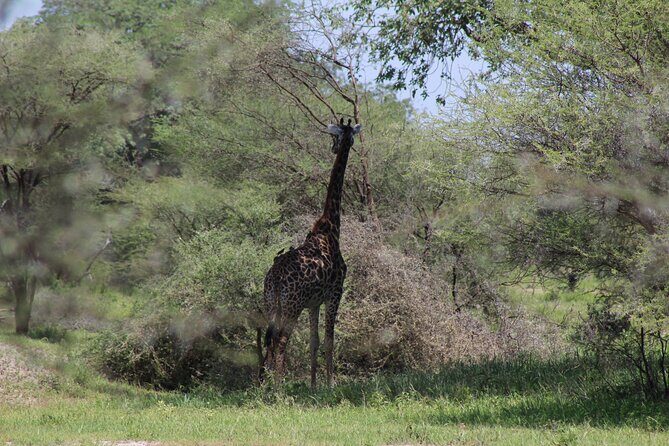 4-Day Safari in Tarangire, Serengeti & Ngorongoro (Mid-range) - Ngorongoro Crater Day 4: The Descent That Changes the Whole Game Drive