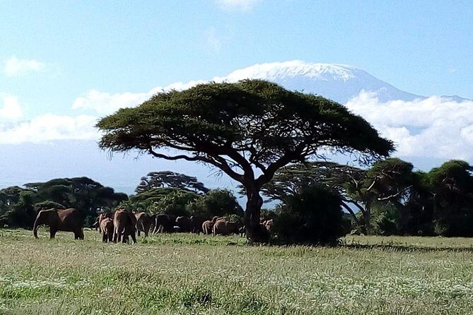 4-Day Safari: Lake Manyara, Serengeti & Ngorongoro - Ngorongoro crater day: early viewing, optional Olduvai stop, and the descent payoff