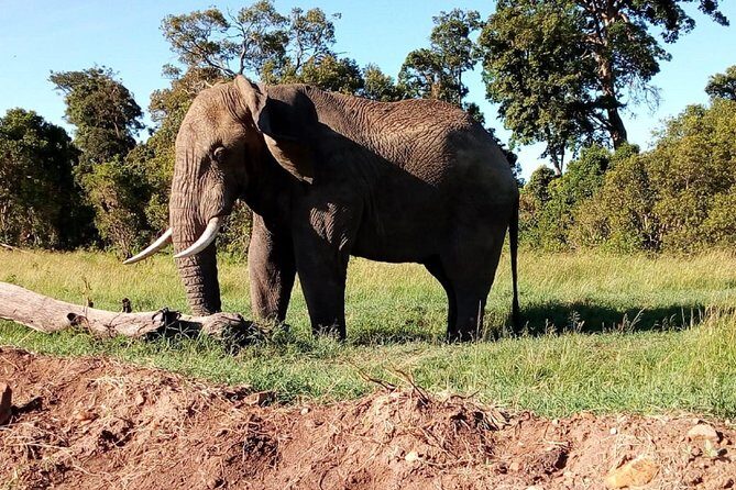 4-Day Safari: Lake Manyara, Serengeti & Ngorongoro - Ngorongoro crater: half-day safari in a dense wildlife bowl