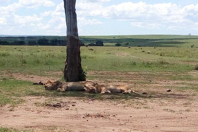 4-Day Safari: Lake Manyara, Serengeti & Ngorongoro - Price and value: where your $1,743.59 per person goes