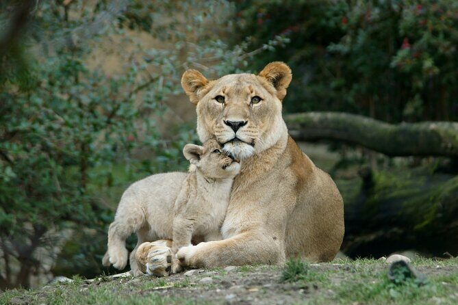 4 Day Safari- Tarangire,Ngorongoro and Serengeti - Ngorongoro Conservation Area: Big Five Odds Inside a Volcanic Crater
